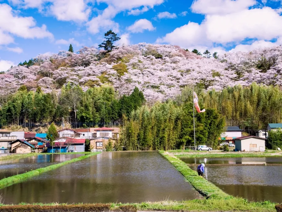 芦野御殿山(阵屋迹)
