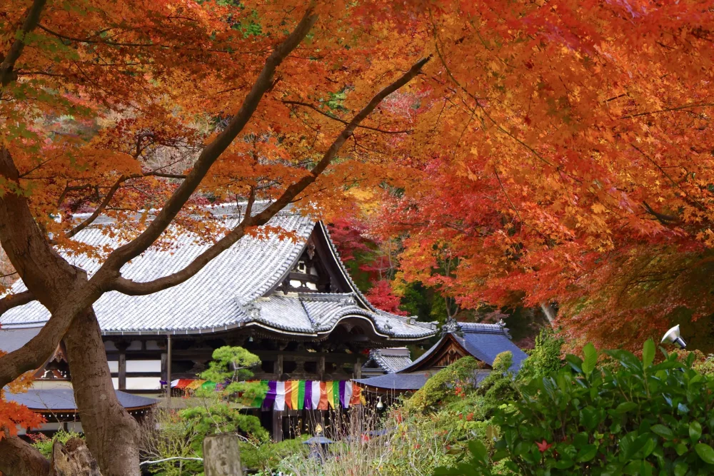 Instrument Point Nara Autumn Leaves Viewpoint