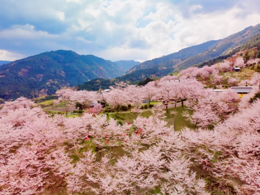 Sakuragaoka Park