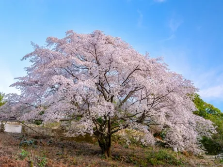 Cherry tree