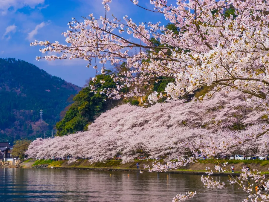 Cherry blossoms in Kaizu Osaki