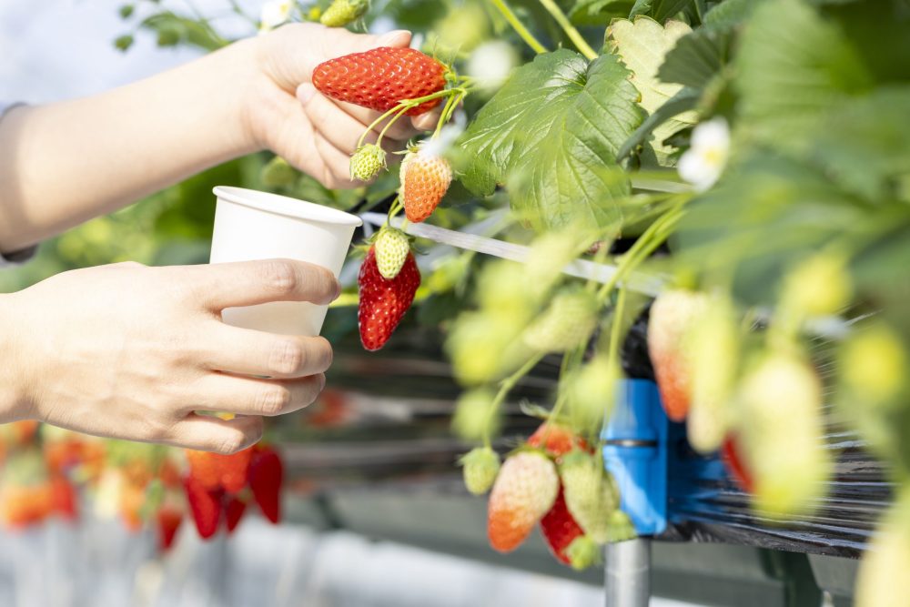 Strawberry picking at his own farm