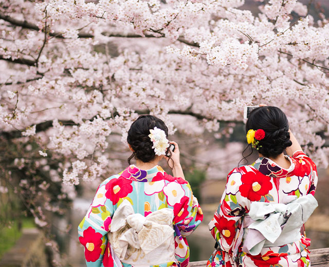 Enjoy the cherry blossom season in Yukata