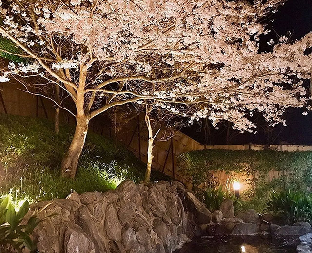 Spring hot spring soaking in cherry blossoms