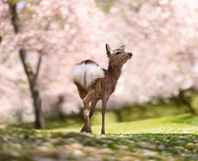 Enjoy spring sightseeing in Nara