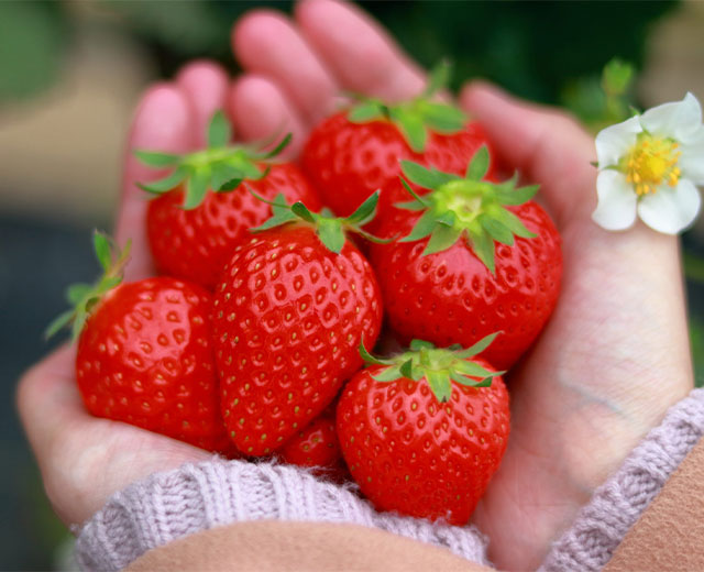 Plan with strawberry picking