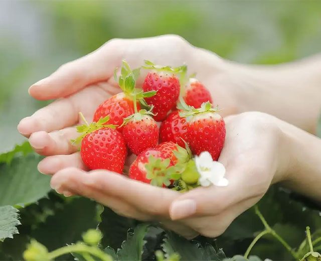 Seasonal Strawberry & Local Menu