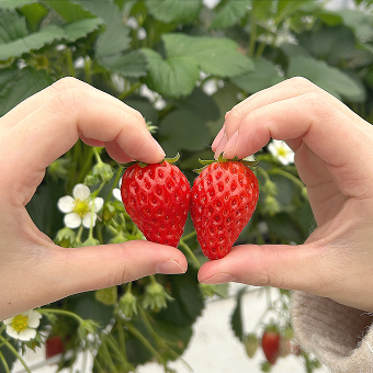 인스타그램 포스트 이미지 |아코리조트 재팬