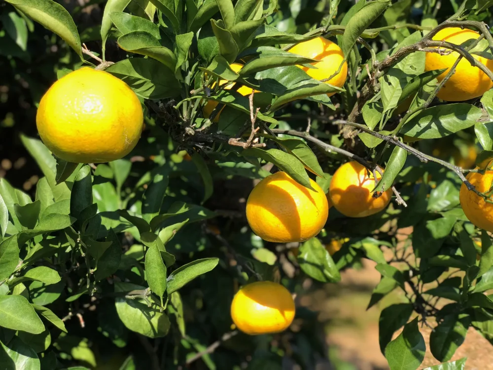 【With orange hunting experience ticket】 Enjoy seasonal taste hunting in Hamanako in autumn · All-you-can-eat with souvenirs / Evening breakfast