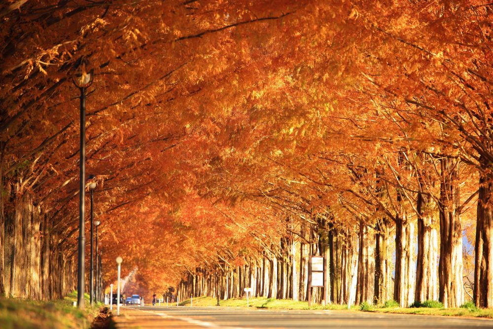 We introduce recommended autumn leaves spots in Shiga Prefecture, carefully selected by staff