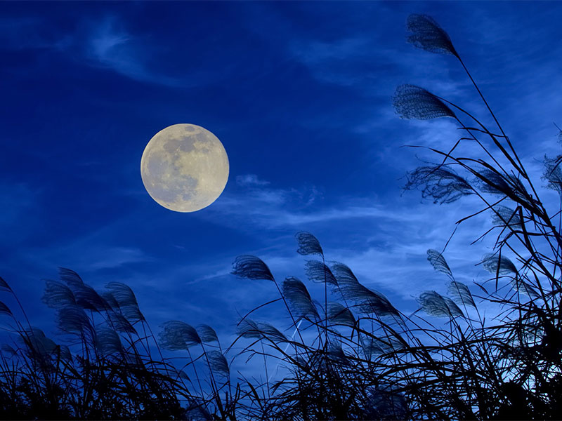 Why don't you experience Minami Boso's unique experience at campfire & moon viewing where parents and children are excited?