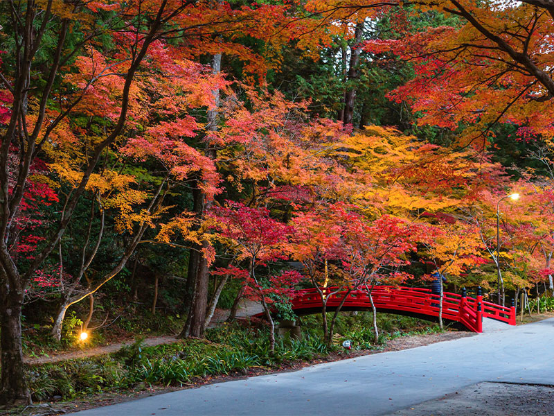Introducing spots where you can enjoy autumn leaves in Hamanako