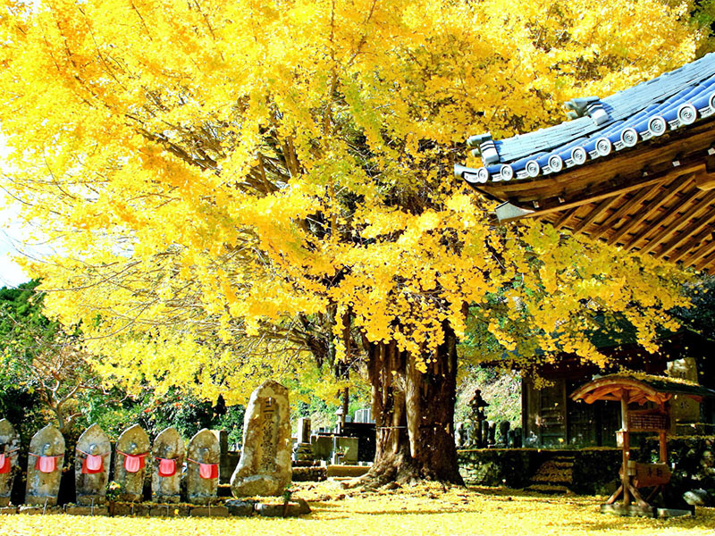 There are many beautiful scenery of Kushimoto that can only be seen during this season