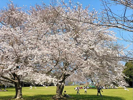 南房總市大房岬