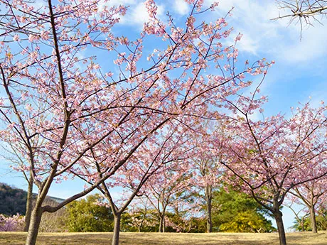 淡路島國營明石海峽公園