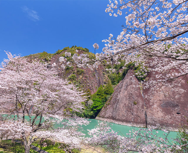 國家指定天然紀念物“一塊岩石”周邊的賞花