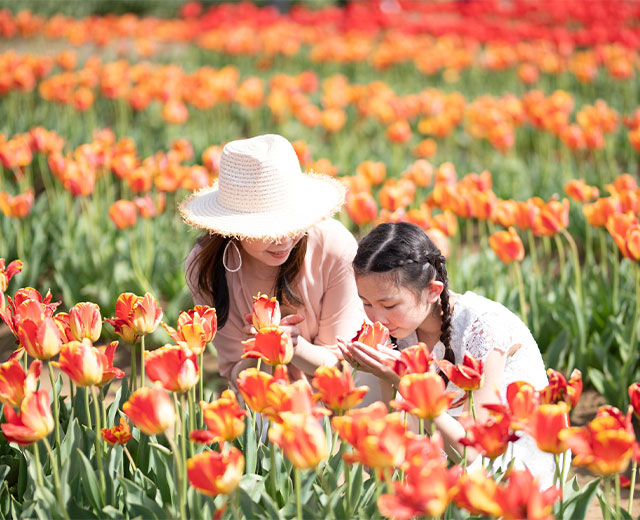 截止到12月!國小生以下免費計畫