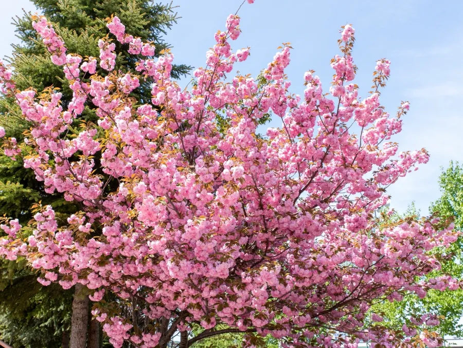 円山公園