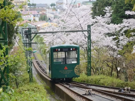 傘松公園