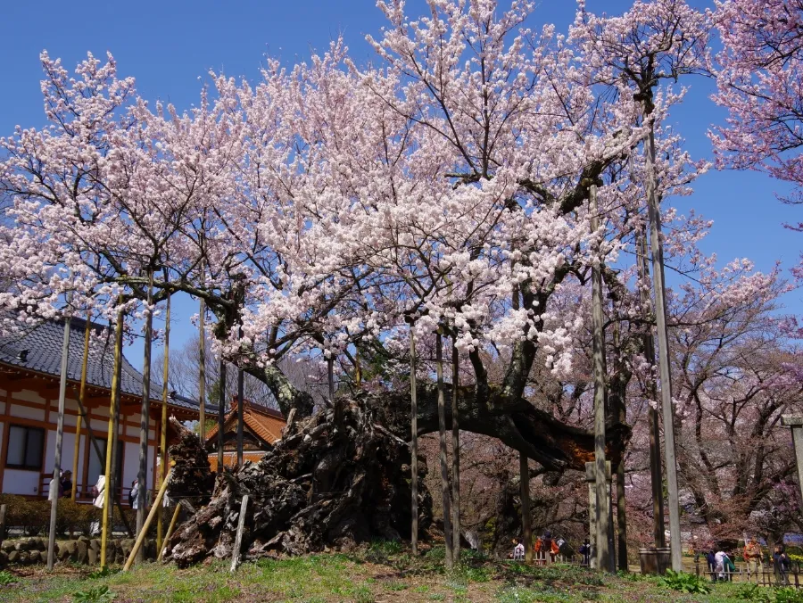 山高神代桜（実相寺）