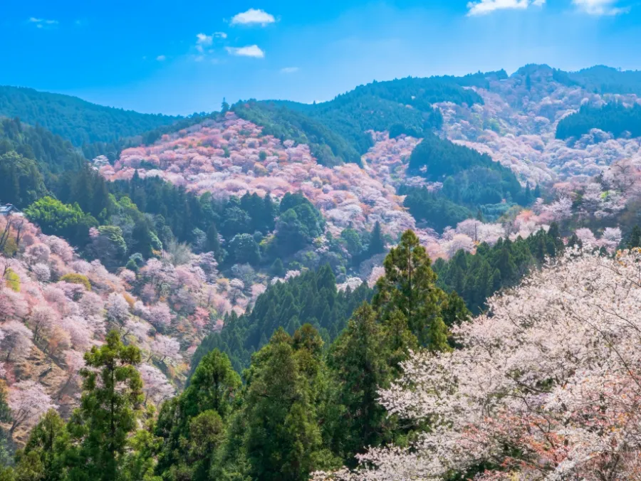 吉野山