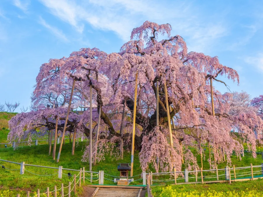 三春滝桜