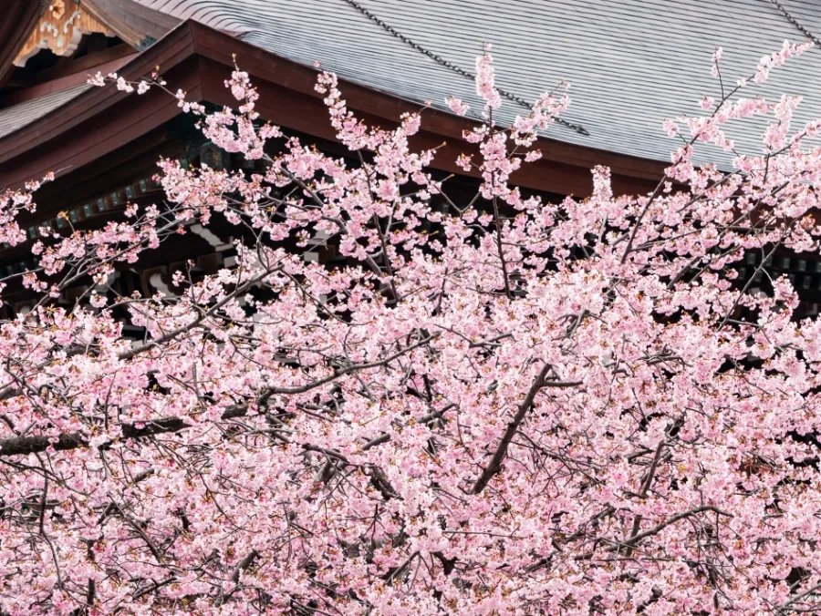 宮地嶽神社