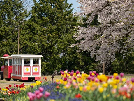 とっとり花回廊