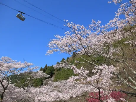 別府ロープウェイ（鶴見岳）