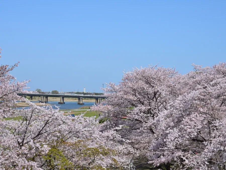 宮川堤