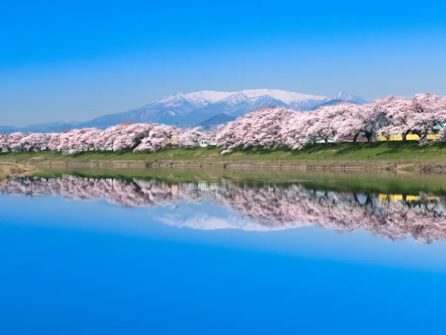 白石川堤一目千本桜