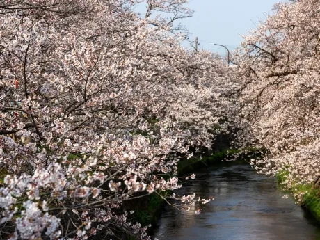 岸渡川堤の桜