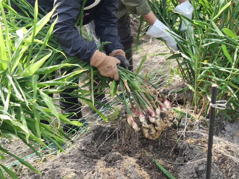 地元「おのののうえん」さんのご協力により、農薬不使用の野菜を収穫できる特別な体験プランをご用意