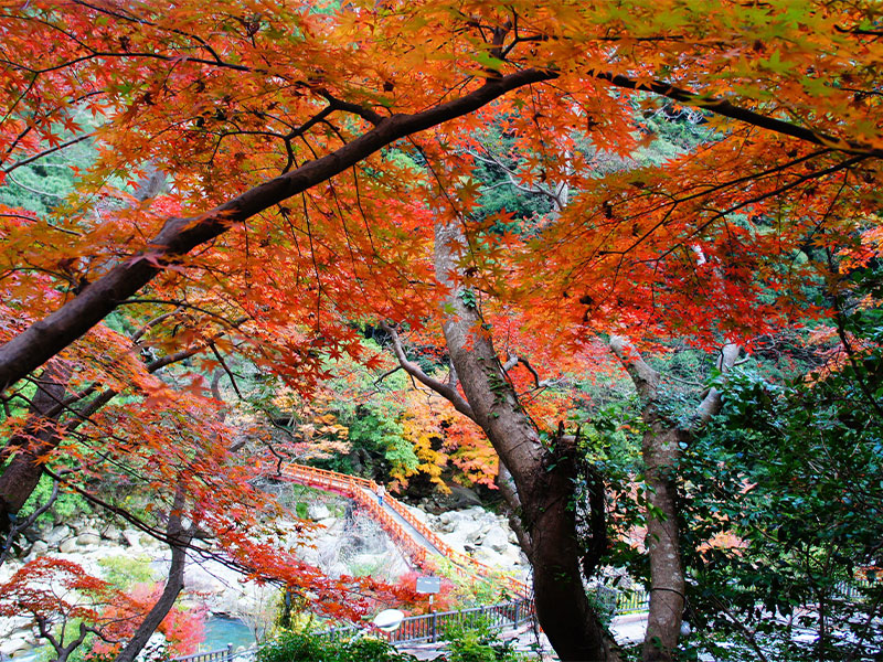 ホテル周辺の絶景紅葉スポットで心やすらぐひとときを