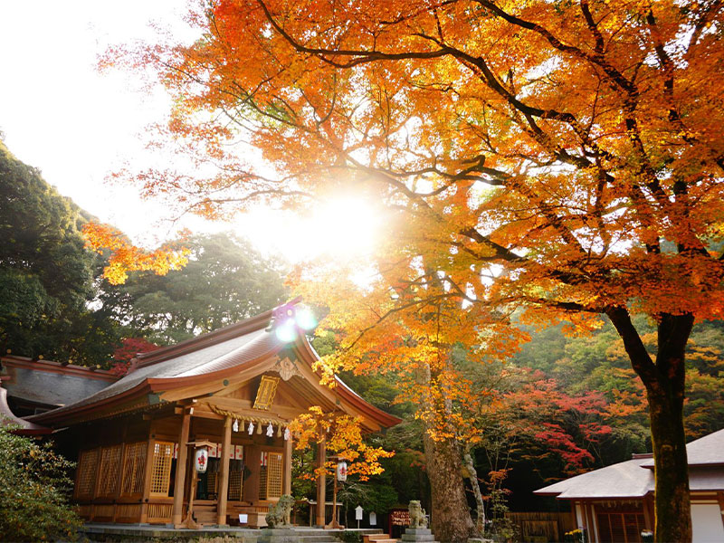 樹々の紅葉、やさしい陽射しに移り行く季節を感じる秋の福岡旅