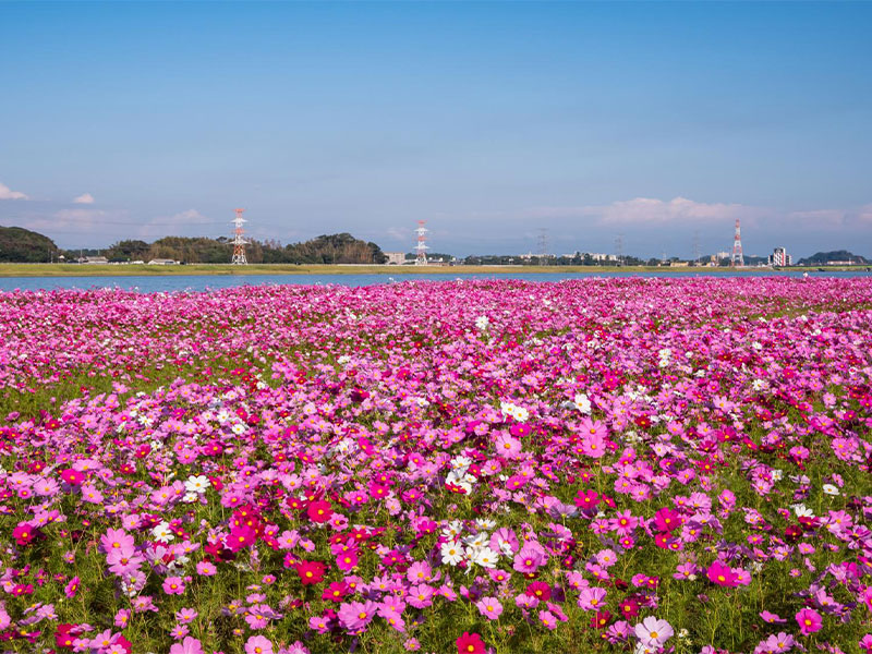 秋の訪れを告げる、可憐に咲き誇る秋桜が見れるスポット