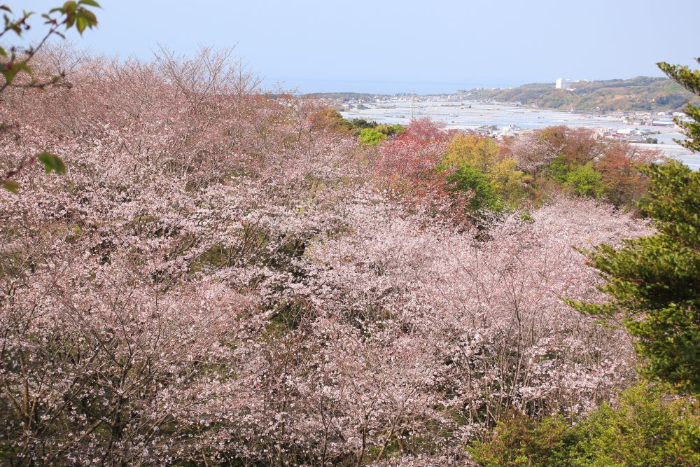 高知の春花・おすすめ 7選