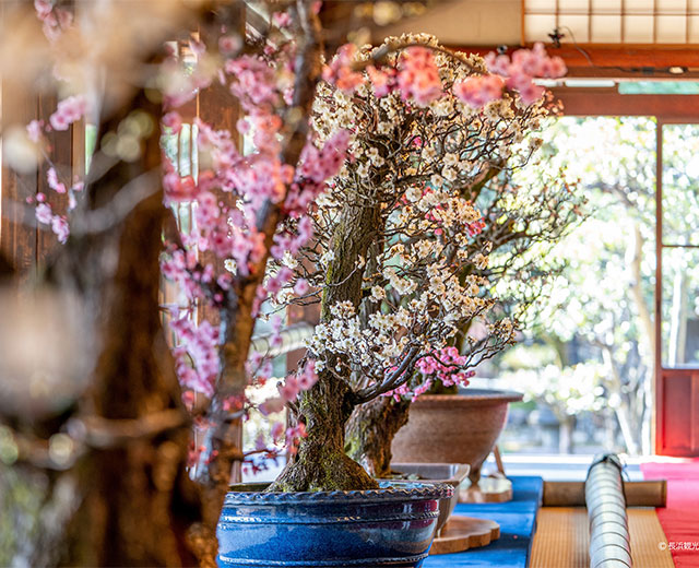 第75回長浜盆梅展