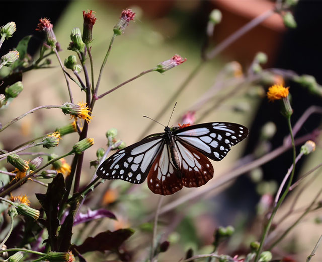 春のアサギマダを堪能