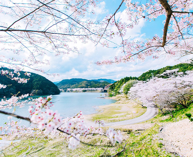 串本の桜めぐり